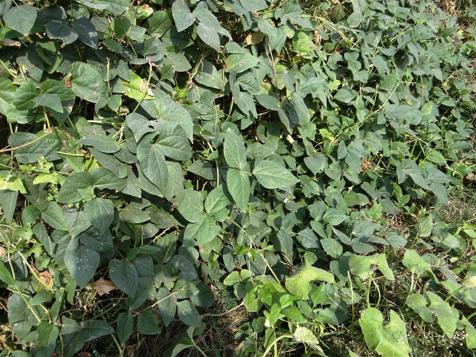 Vigna unguiculata subsp. unguiculata